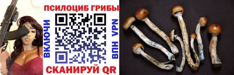 это как зайти  магазин продажи   Алзамай  Галлюциногенные грибы Psilocybe 